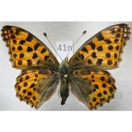 Issoria lathonia (Linnaeus, 1758) female Dostojka latonia Poland41n